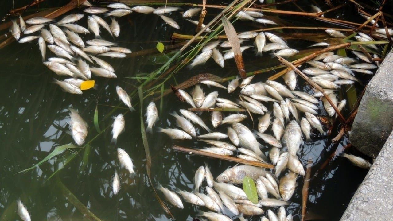 Явление замора в замкнутых водоемах