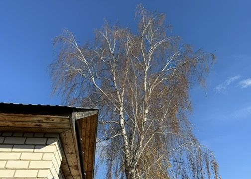 11 апреля – День Березы: приметы и запреты
