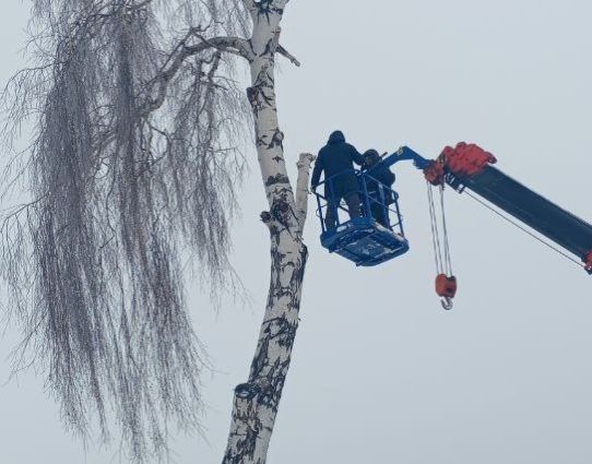В Болгаре началась санитарная вырубка старых и аварийных деревьев