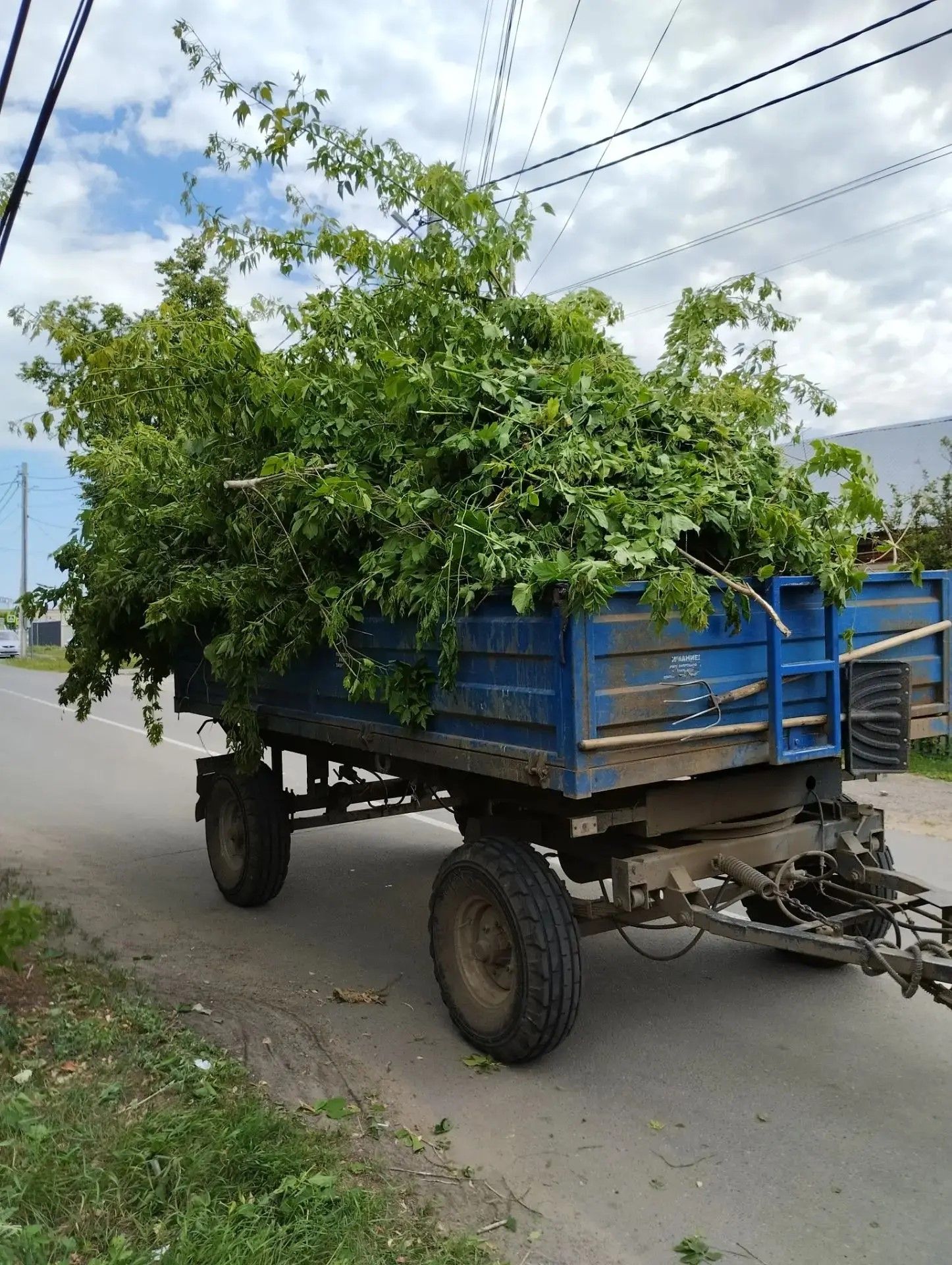 В Болгаре расчистили территорию от американского клёна