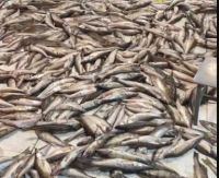 В Спасском районе изъяли несколько тонн незаконно выловленной рыбы и раков