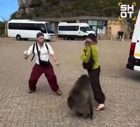 SHOT: Бабуин в ЮАР напал на туристов из Татарстана за чипсы и мороженое