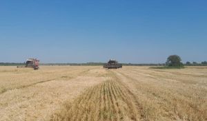 Зерно из Спасского района вошло в топ-5 по качеству в Татарстане