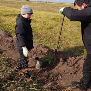 В Спасском районе высадили более тысячи саженцев сосны