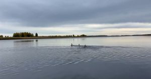 На Волге в Спасском районе сняли видео с переплывающими Волгу косулями