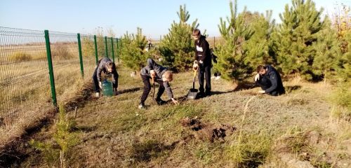 В парке «Памяти павших» села Ким высадили хвойные деревья