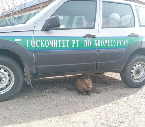 В Болгаре на улицах Лихачёва и Мира обнаружен гуляющий бобр