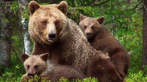 Косолапое соседство. Как вести себя при встрече с медведем?