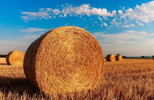 Народные приметы на 4 июля 2023 года: что нельзя делать в Ульянов день