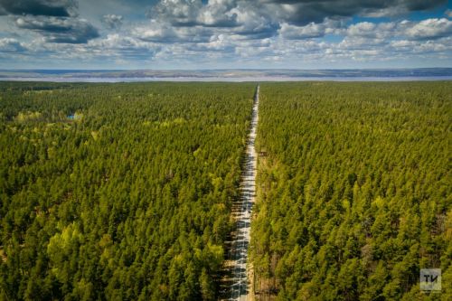 Каждый год для татарстанских лесов заготавливаются около 12 млн саженцев