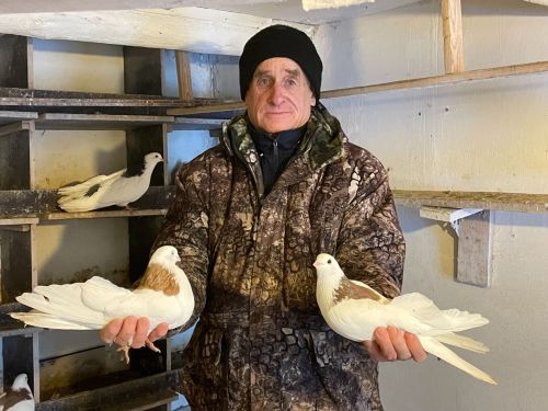 Любовь и голуби