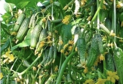 Какие огурцы лучше сажать