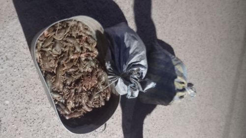 В Болгаре задержали браконьеров с 2740 раками