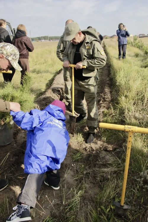 В Спасском районе высадили более тысячи саженцев сосны