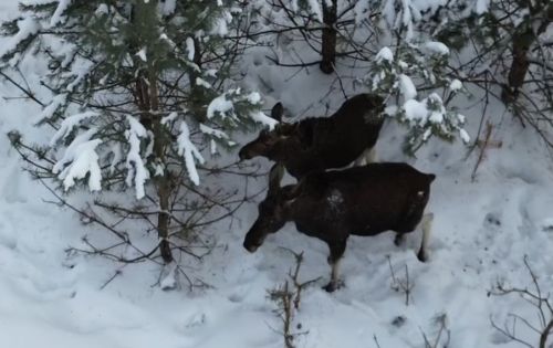 Два месяца за следами: в Татарстане пересчитали всех лосей, куниц и волков