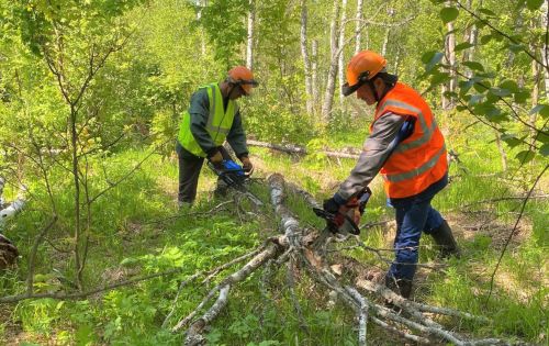 В лесах Татарстана начнут убираться 20 апреля