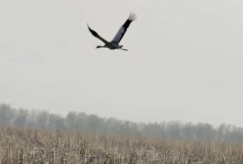 В Спасском районе продолжают наблюдать за серыми журавлями из Красной книги