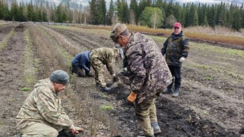 В Татарстане высадили 1200 гектаров нового леса: республика выполнила первый этап нацпроекта