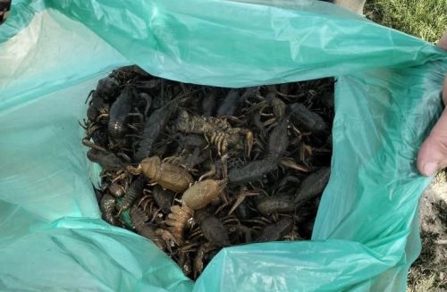 Почти 500 раков изъяли инспекторы у браконьеров в заказнике в Актанышском районе