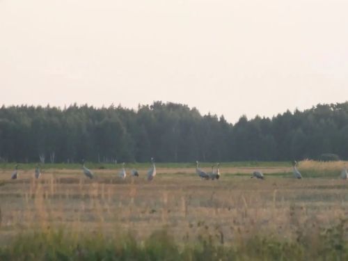 24 серых журавля заметили в заказнике «Спасский»