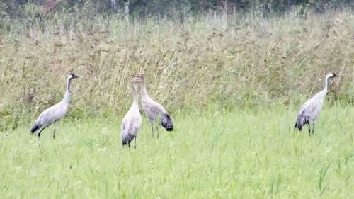 В Спасском районе заметили краснокнижных журавлей и белых цапель
