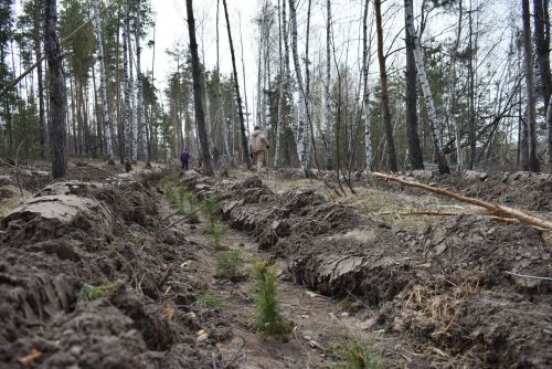 В Спасском районе дан старт акции «Сад памяти»