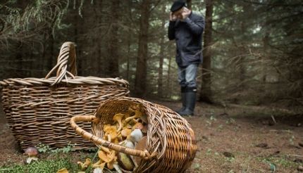 Спассцам напоминают о правилах безопасности в лесу в период грибного сезона