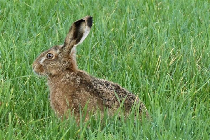 В Татарстане открылся сезон охоты на зайцев - русаков
