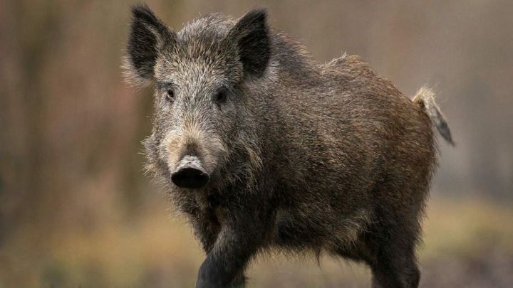 Татарстанским охотникам угрожает африканская чума свиней
