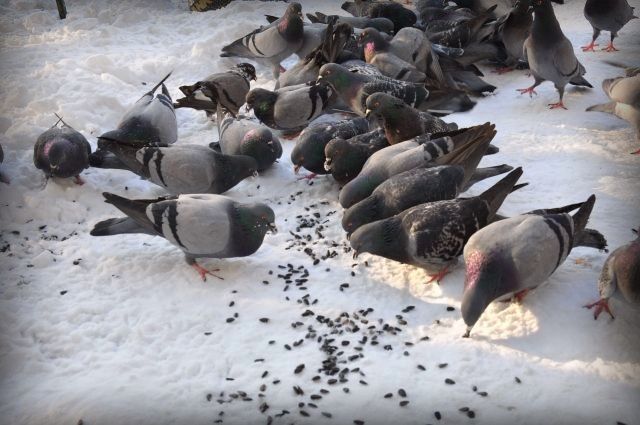 В Татарстане мучительно умирают птицы, которые питаются пищевыми отходами