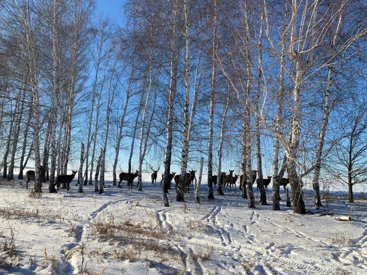 В Татарстане интегрируют инновационную систему слежения и отпугивания диких животных