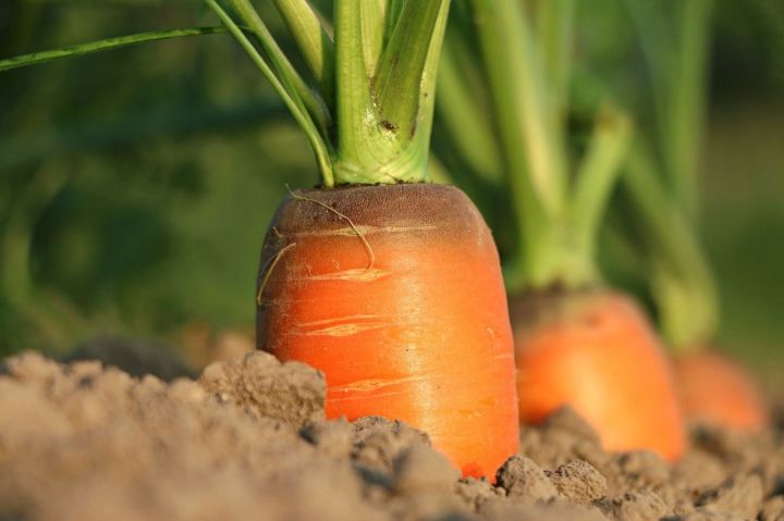 Самые легкие способы посадки моркови, не требующие прореживания