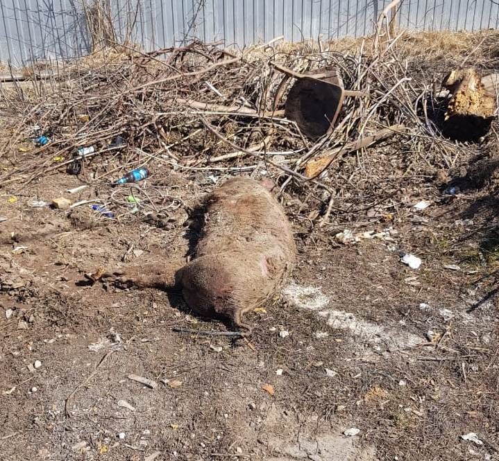 В Болгаре на площадку для мусорных контейнеров выбросили мёртвых свиней