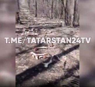 В Казани жители обнаружили дорогу, выложенную из костей