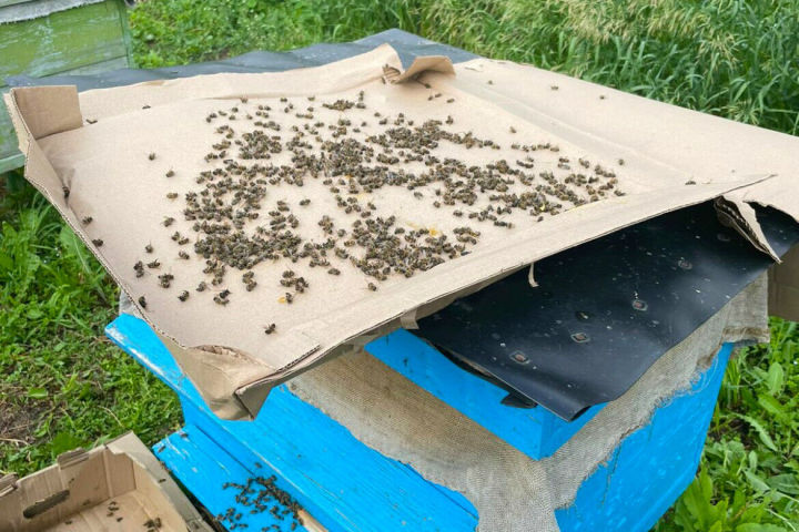 В Альметьевском районе зафиксирован массовый мор пчёл