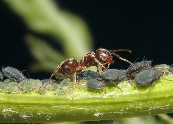 Спассцам рассказали, как избавиться от тли и муравьёв в саду