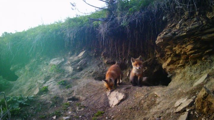 В Татарстане открывается сезон охоты на некоторые виды пушных животных