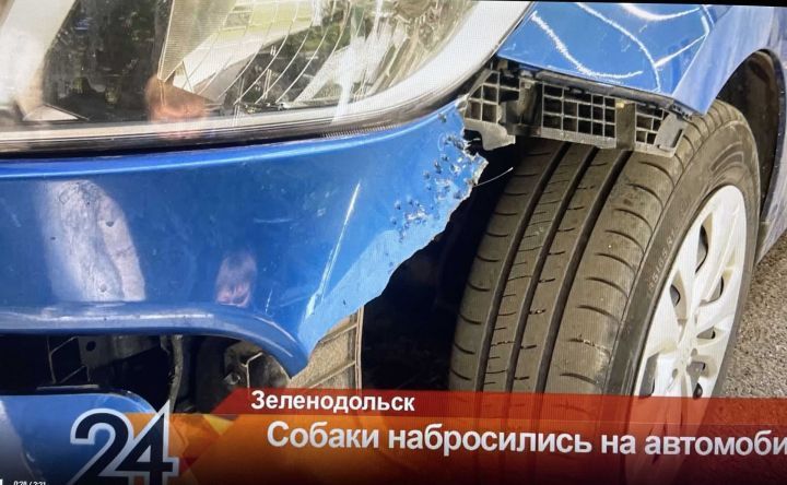 В Татарстане стая собак повредила автомобиль