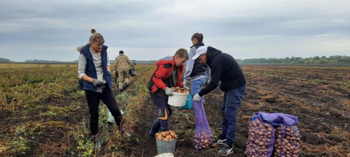 Активисты Молодёжного парламента совместно с волонтёрами выкопали картошку