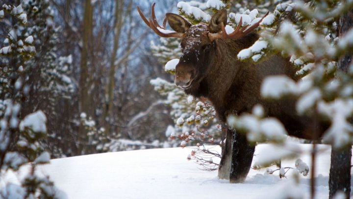 В Татарстане завершается сезон охоты на лося и косулю