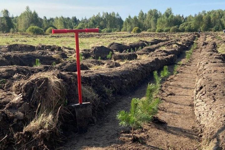 В Татарстане в 2022 году восстановили более 3 тысячи гектаров леса в рамках национального проекта