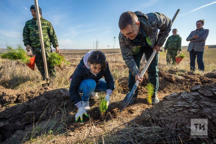 В субботу пройдёт акция «Сохраним лес»