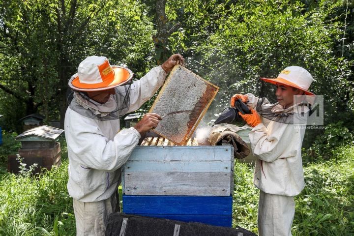 Пчеловодов Татарстана могут обязать устанавливать пасеки по новым правилам