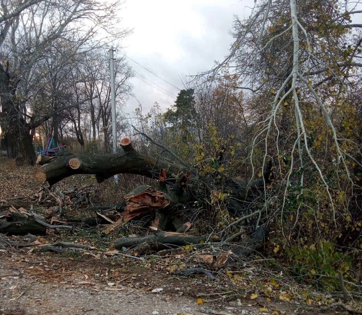 В селе Три Озера сильный ветер повалил вековое дерево