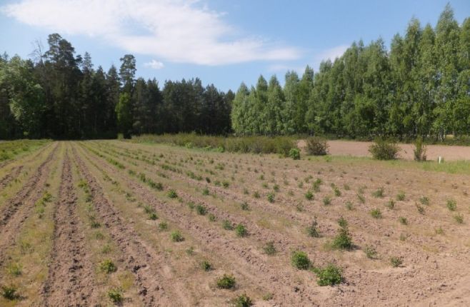 В Татарстане собрали 2,3 тысячи килограмм семян основных лесообразующих пород