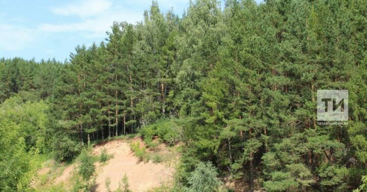 В текущем году в Татарстане работы по лесовосстановлению проведены на площади 3,6 тыс. гектар