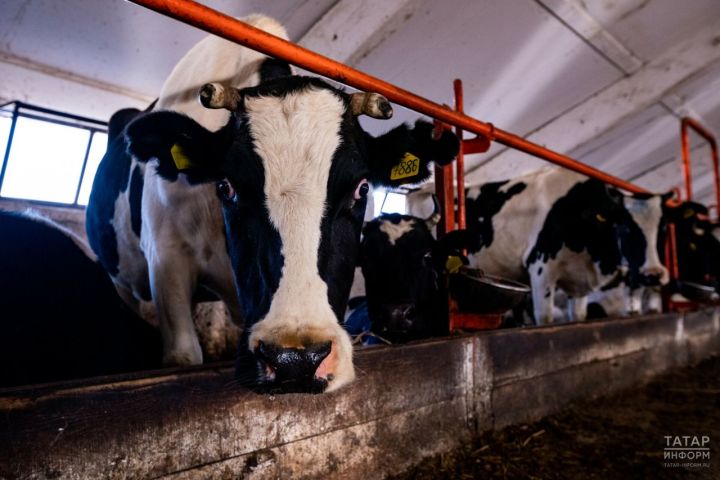 Россельхознадзор зарегистрировал 139 уведомлений  об отнесении веществ к побочным продуктам животноводства