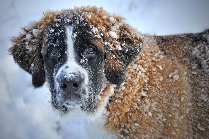 Регионы России могут получить право усыплять бездомных собак