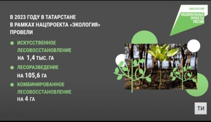 В рамках национального проекта «Экология» в Татарстане воспроизведено 1523 га леса