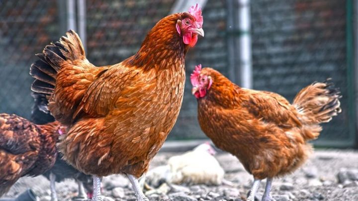 На территории Республики Татарстан возрастает уровень угрозы заноса возбудителя птичьего гриппа